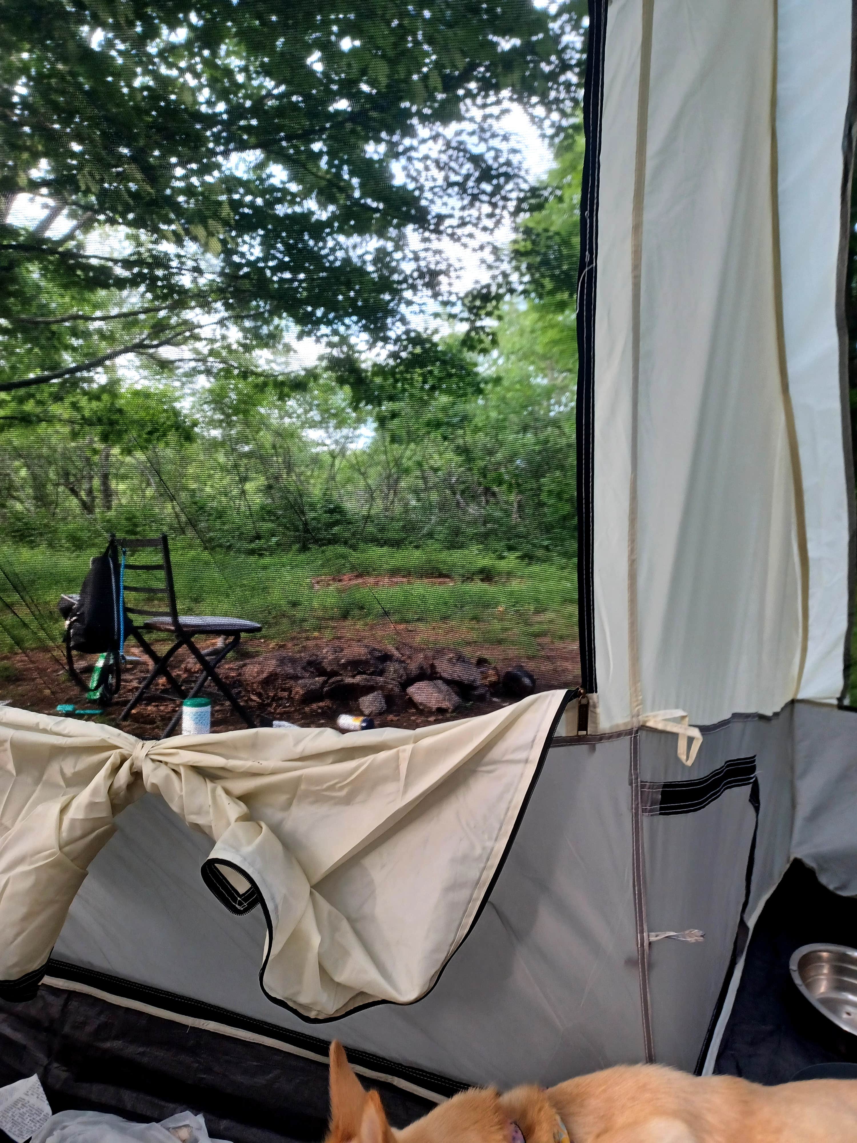 Comalee D.'s photo of tent camping at Hog Camp Gap near Buchanan, VA