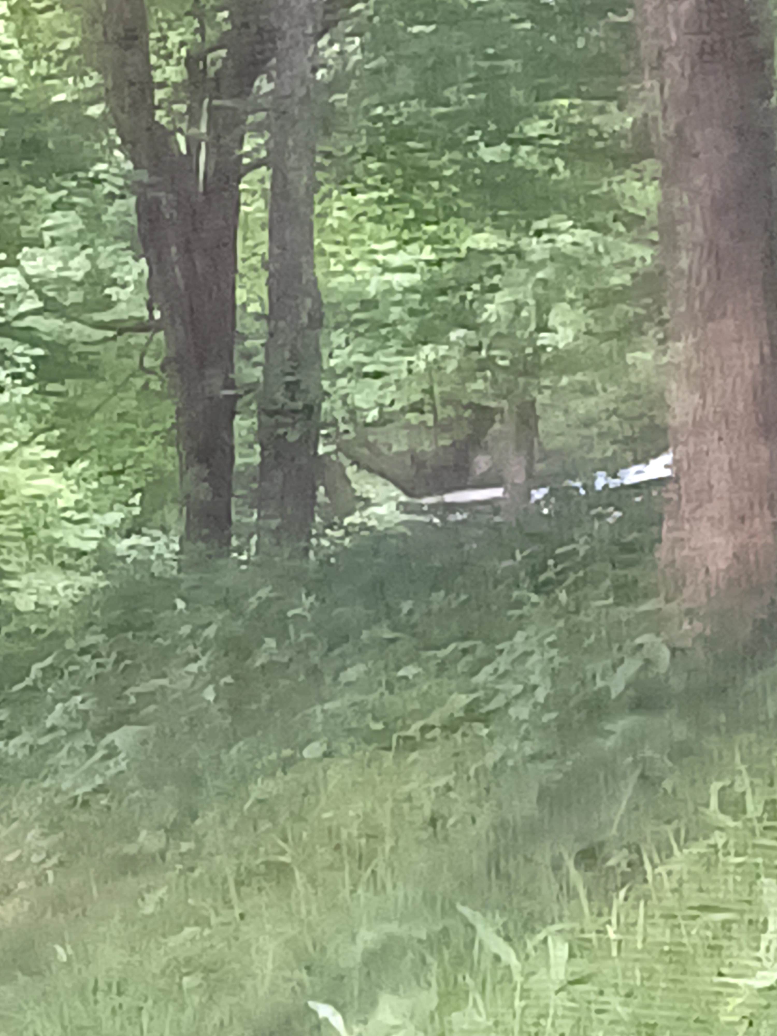 Camper submitted image from Hog Camp Gap - 4