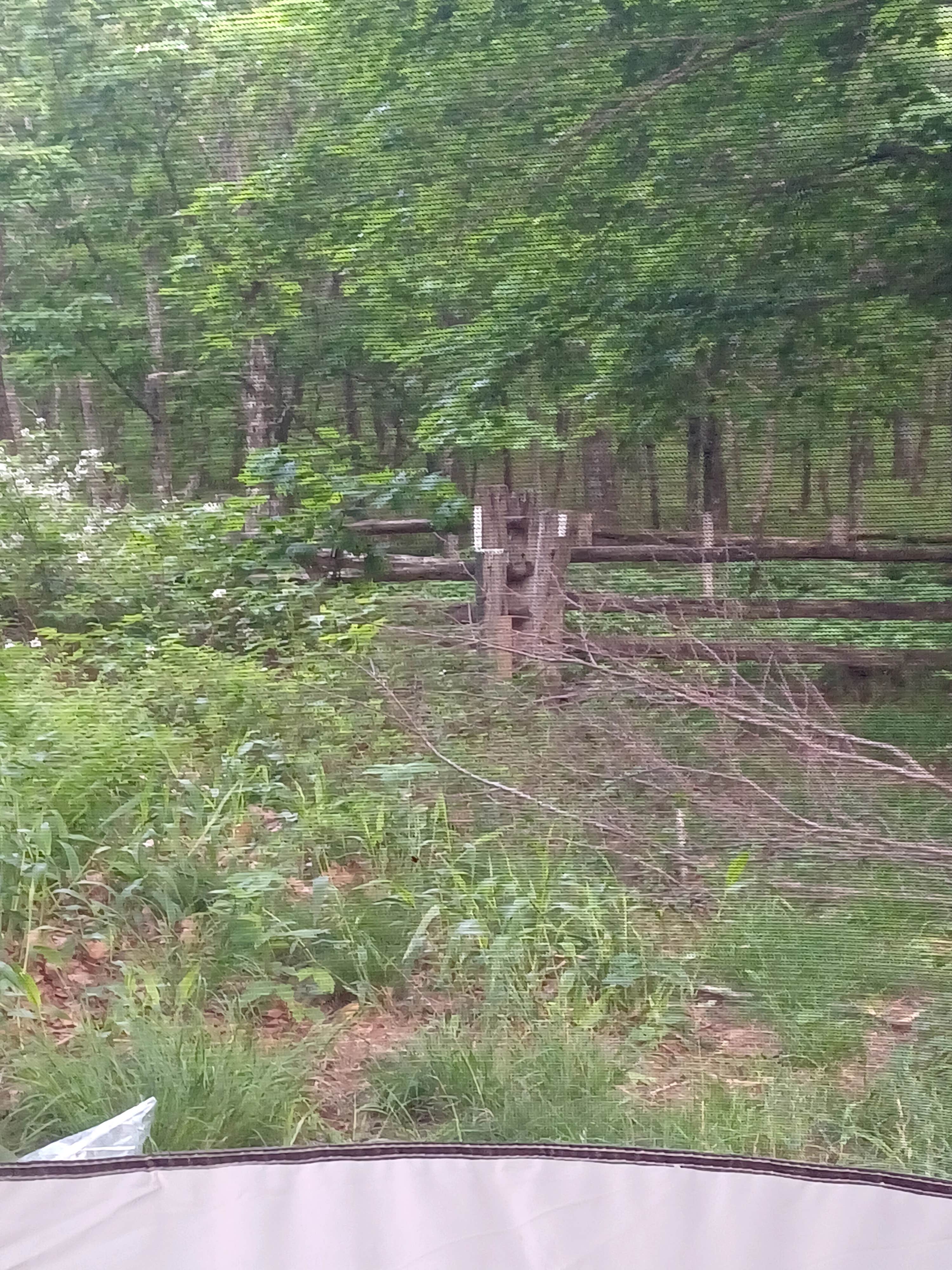 Camper-submitted photo at Hog Camp Gap near Buchanan, VA