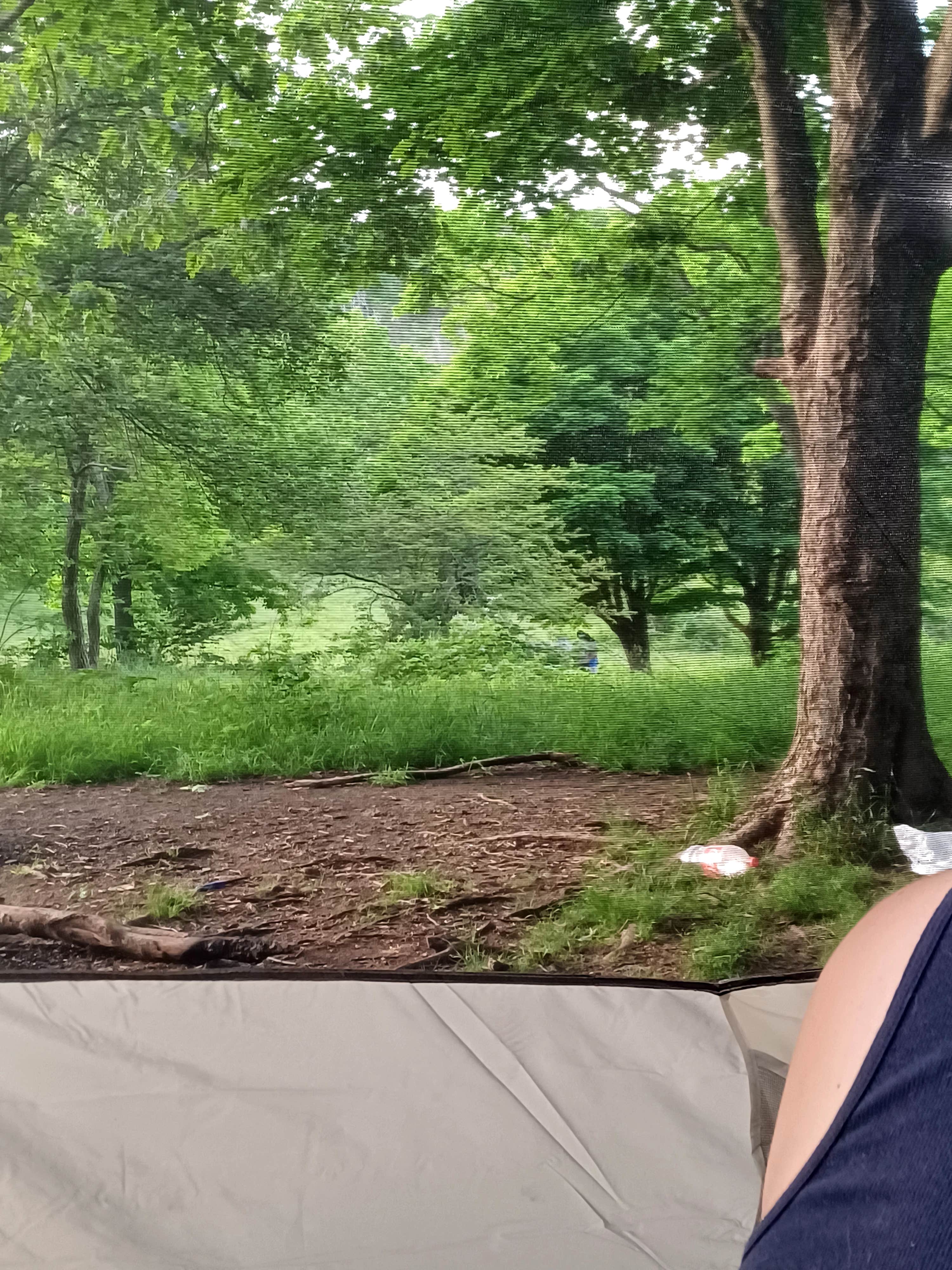 Camper-submitted photo at Hog Camp Gap near Buchanan, VA