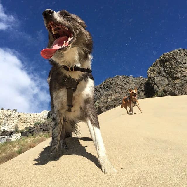 Brit B.'s photo of camping with pets at Frenchman Coulee Backcountry Campsites near Quincy, WA