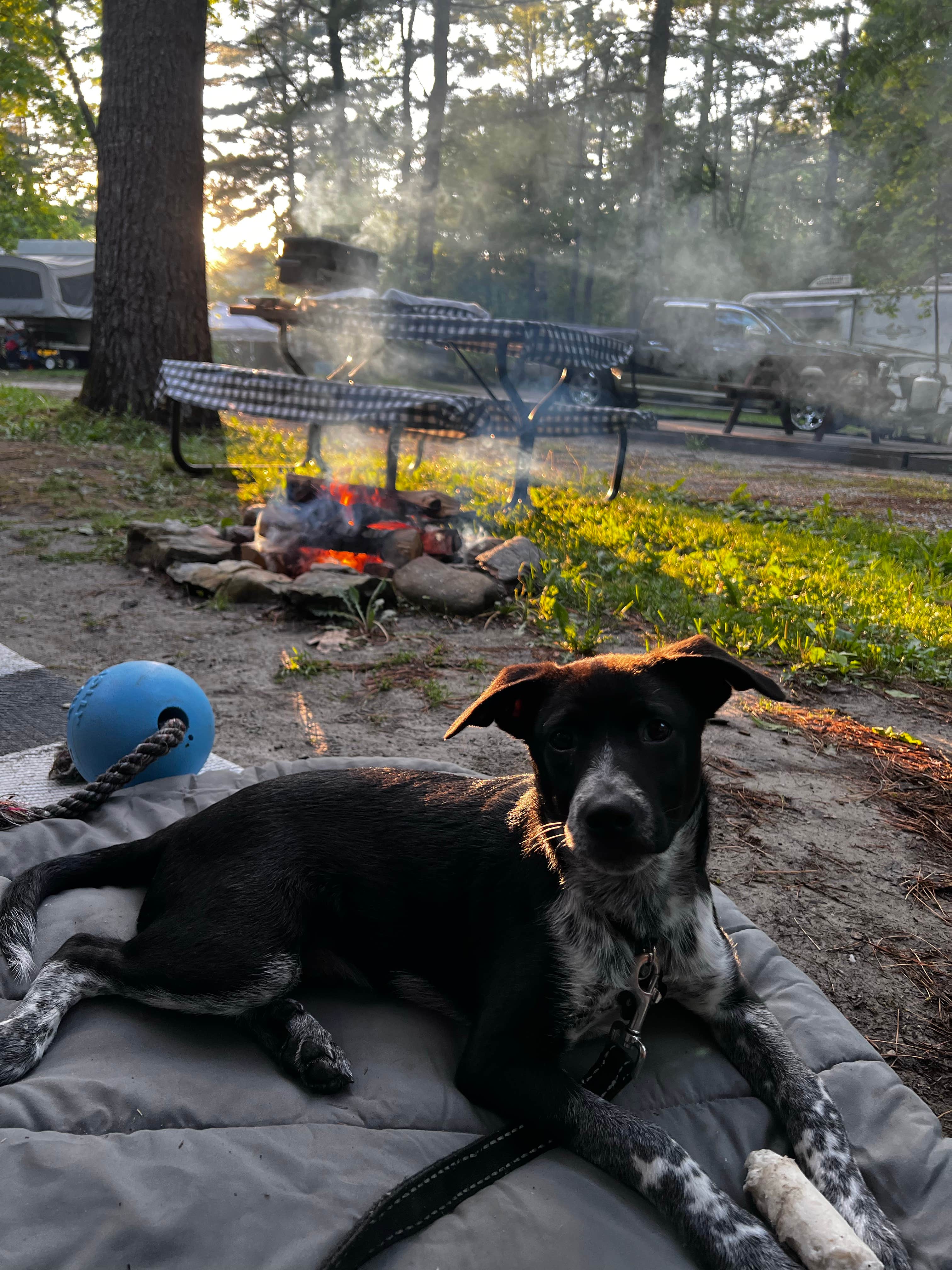 Jenny C.'s photo of camping with pets at Bonnie Brae Cabins and Campsites near Averill Park, NY