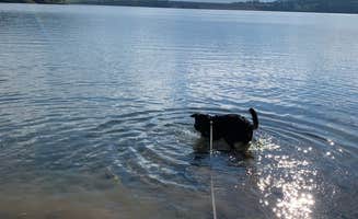 CHris B.'s photo of camping with pets at Pactola Reservoir Campground near Deadwood, SD