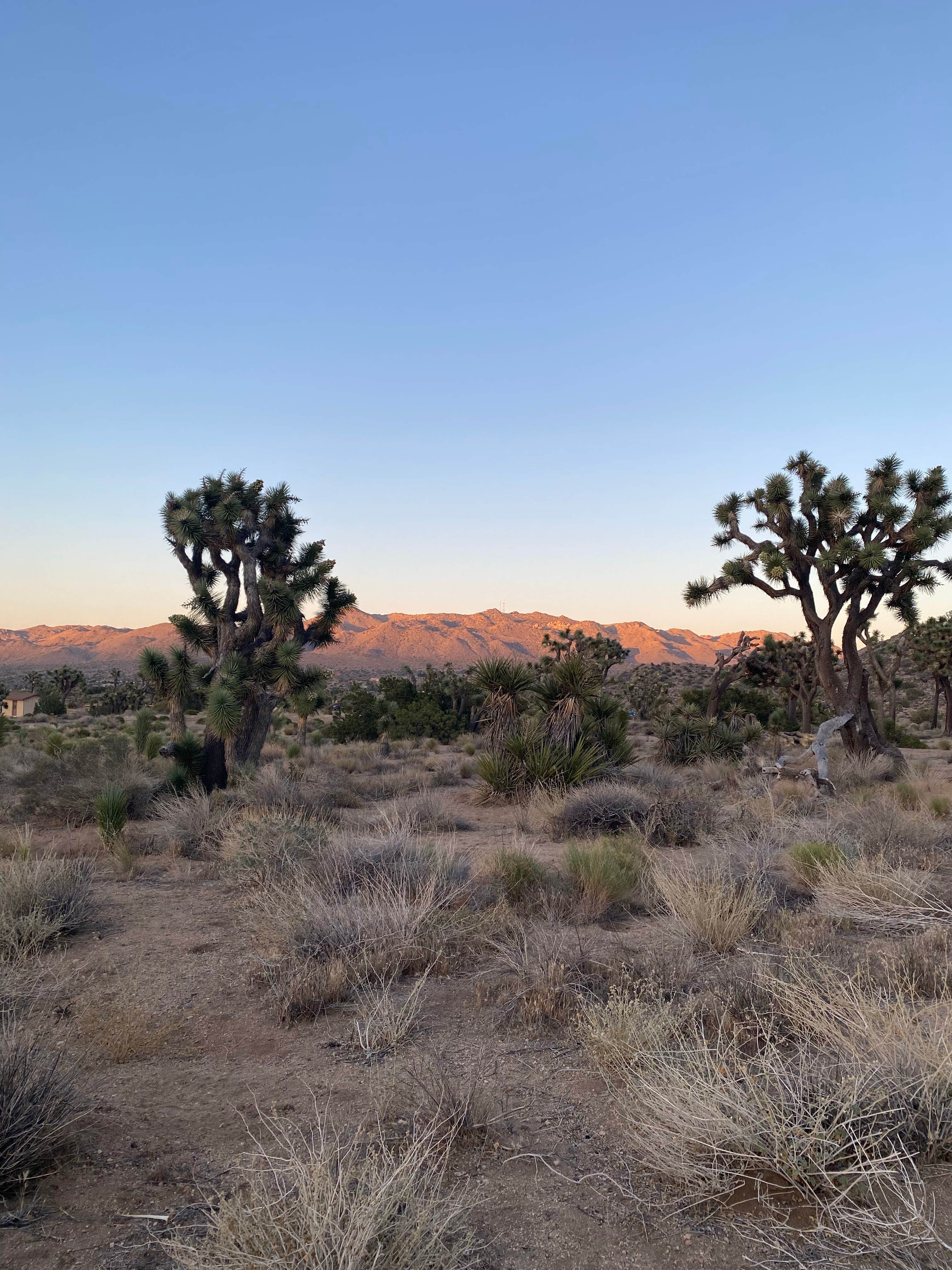 Camping near Horse Campground: Black Rock Campground, Yucca Valley, California