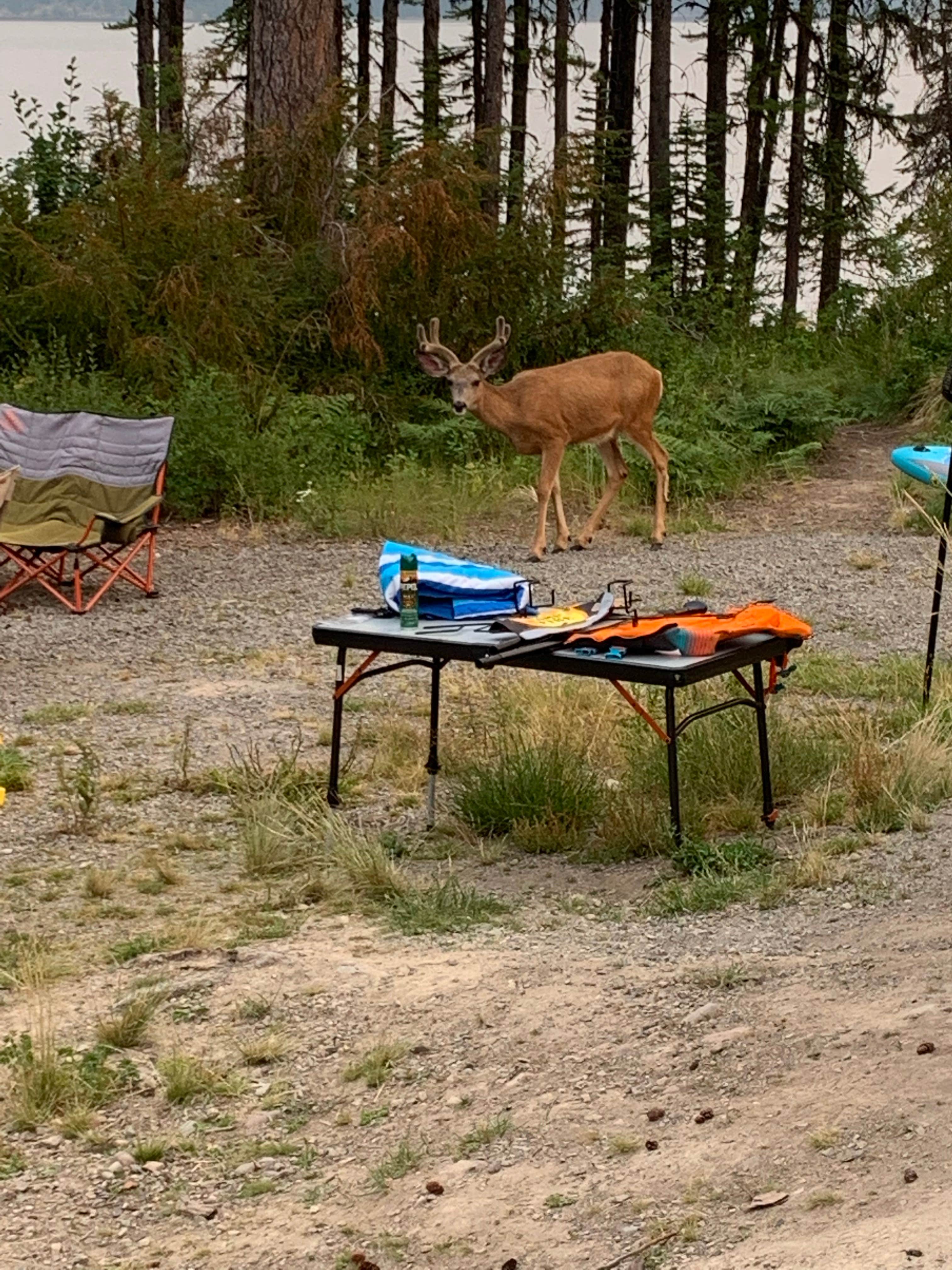 CHris B.'s photo at Lost Johnny Point Campground near Essex, MT