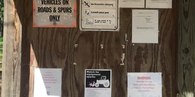 Camper submitted image from Bienville National Forest Shockaloe Base Camp 1