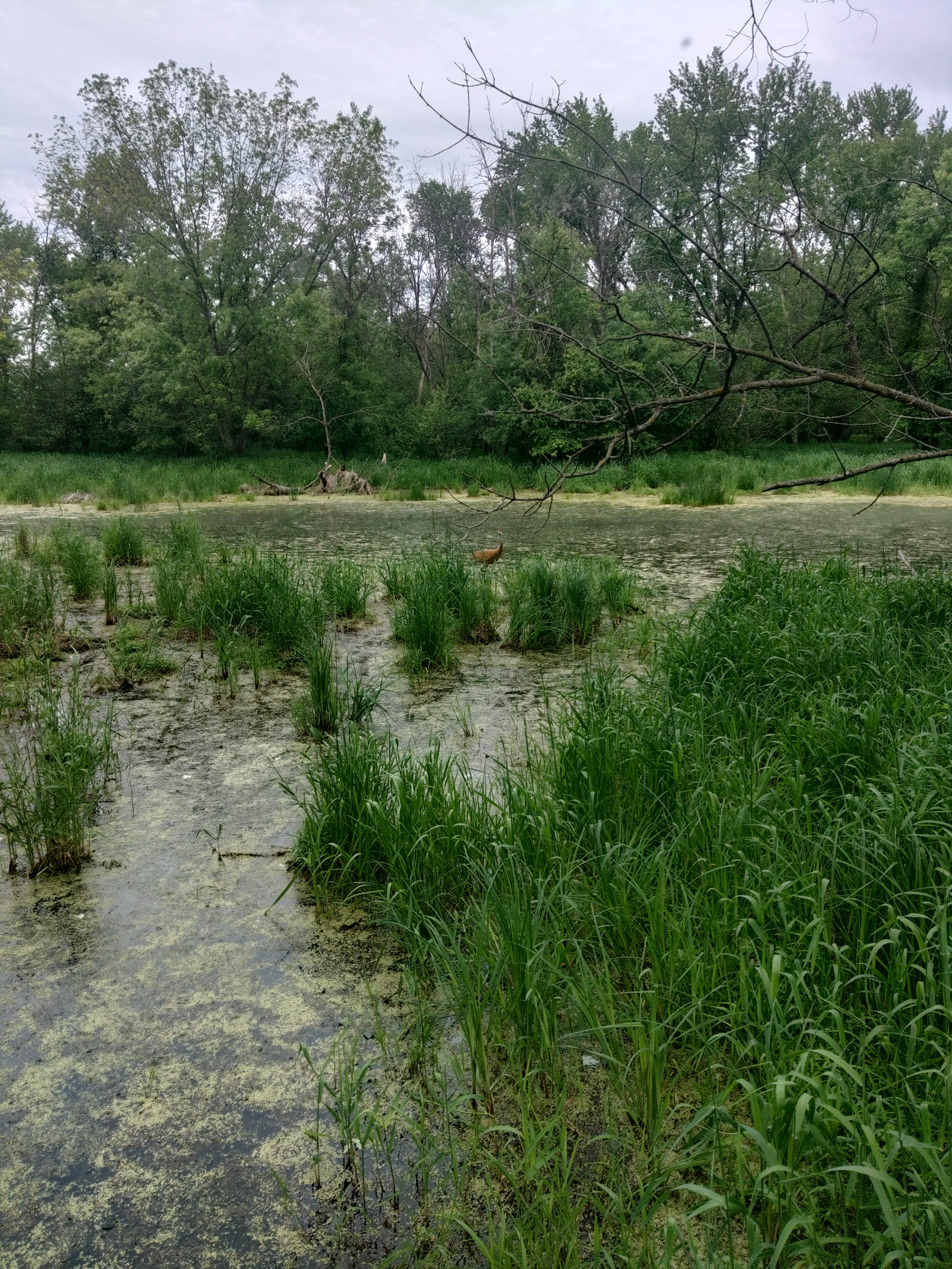 Camper-submitted photo at Pietrek County Park near Elmwood, WI