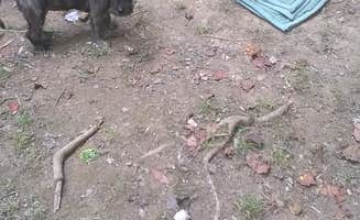 Doreen M.'s photo of camping with pets at Keystone State Park Campground near Creighton, PA