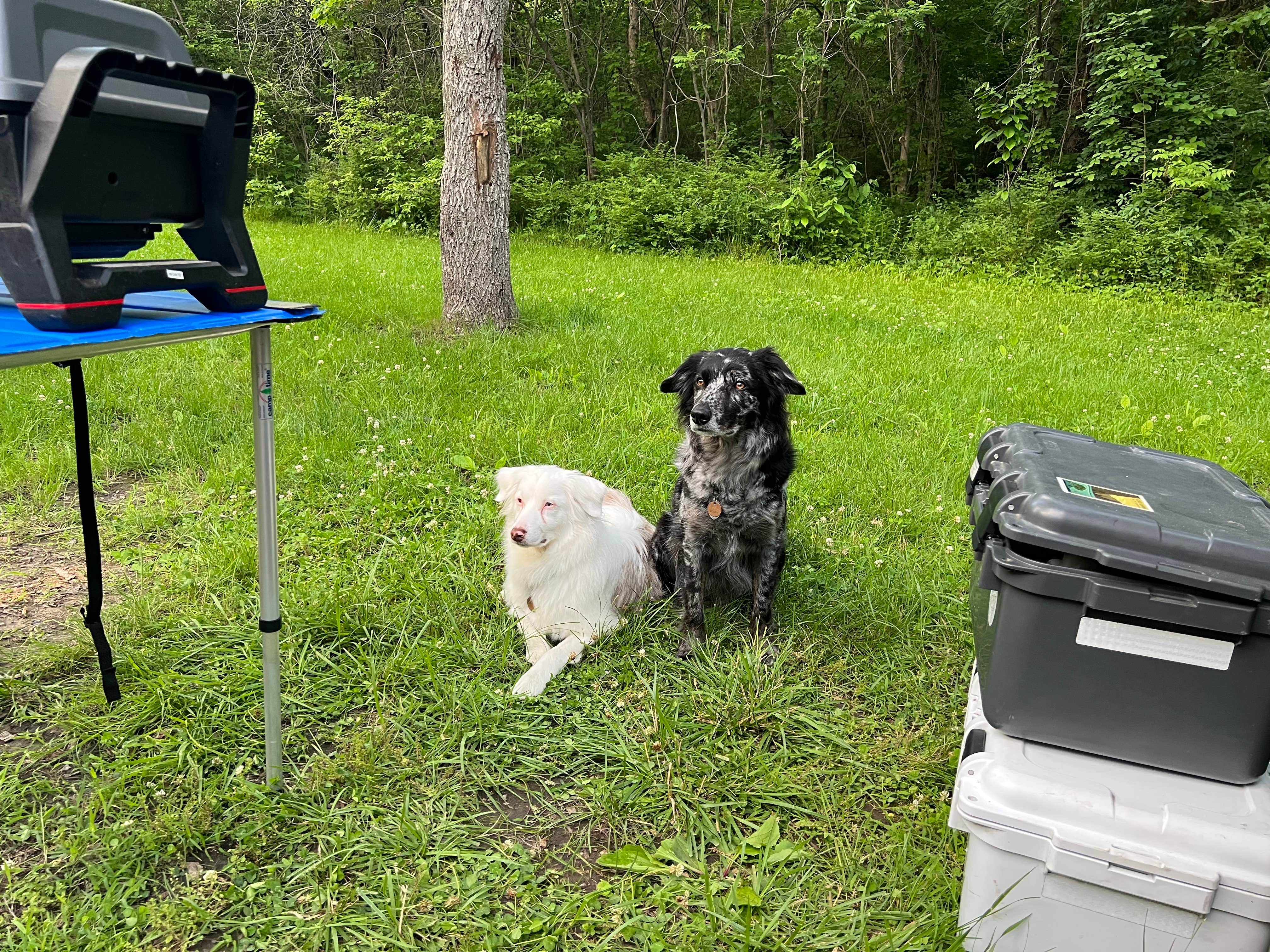 Whitney L.'s photo of camping with pets at Bluffwoods Conservation Area near Smithville, MO