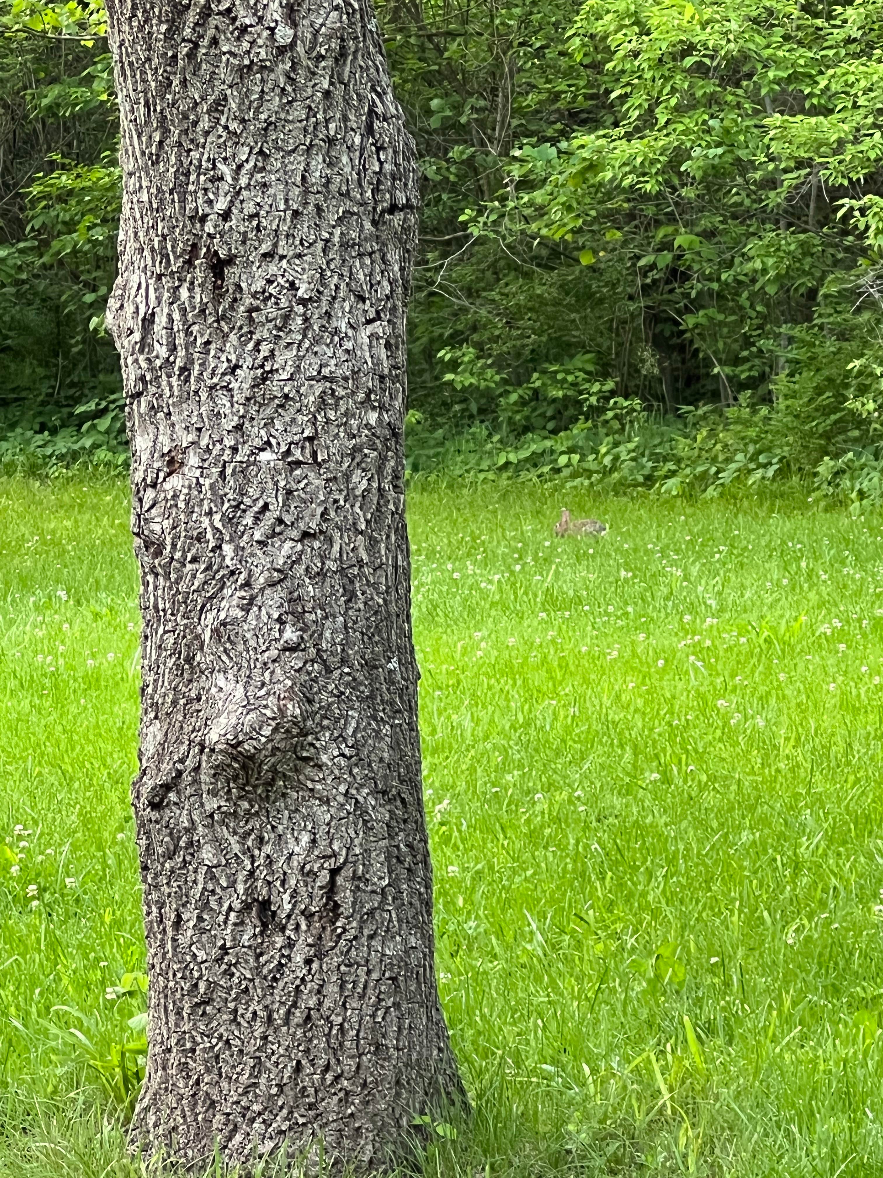 Camper-submitted photo at Bluffwoods Conservation Area near St. Joseph, MO