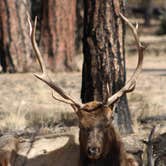 Review photo of Mather Campground — Grand Canyon National Park by Crystal C., July 15, 2018