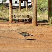 Review photo of Mesquite Campground — Palo Duro Canyon State Park by Michael J., June 6, 2022