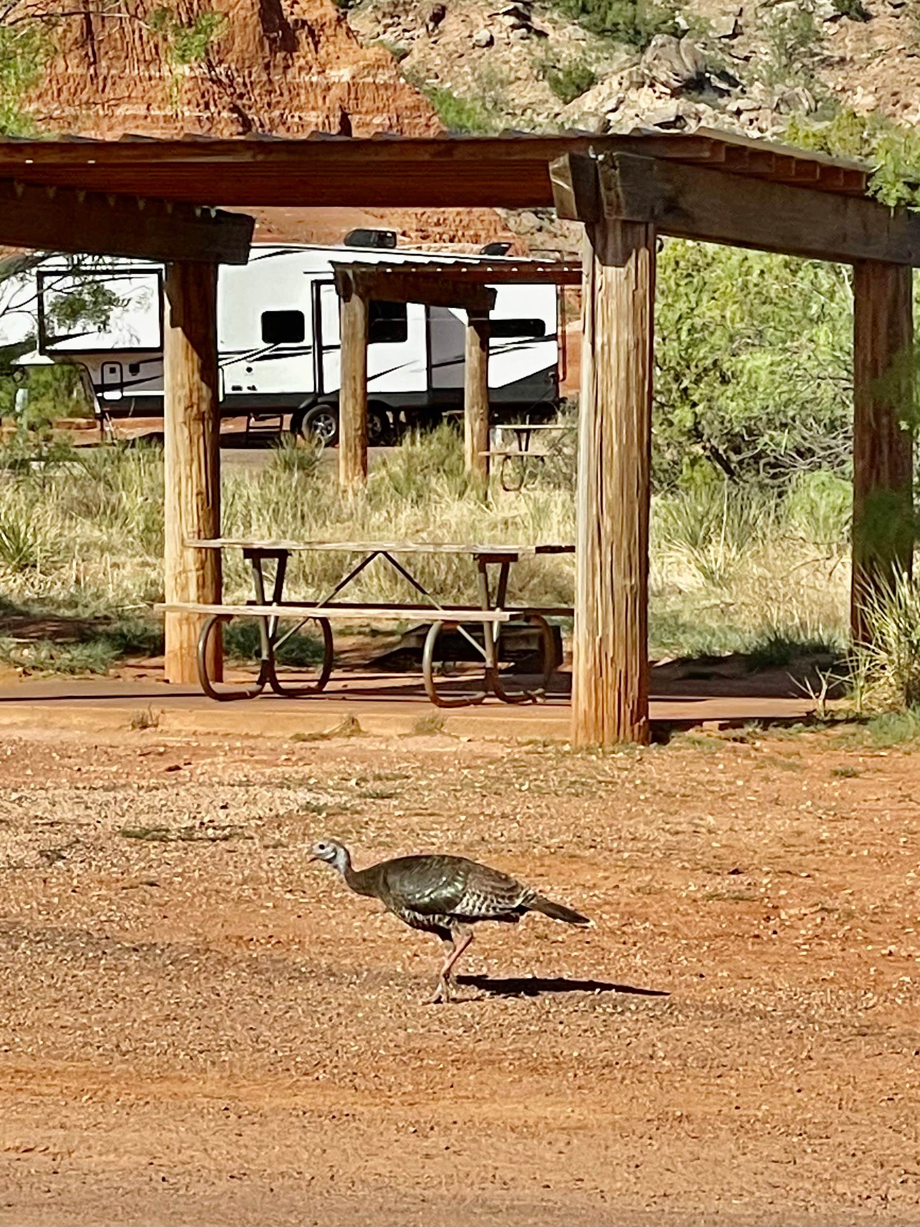 Camper submitted image from Mesquite Campground — Palo Duro Canyon State Park - 4