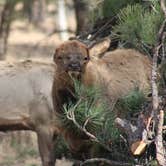 Review photo of Mather Campground — Grand Canyon National Park by Crystal C., July 15, 2018