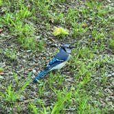 Review photo of Pocahontas State Park Campground by JOHN T., June 6, 2022