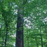 Review photo of Pocahontas State Park Campground by JOHN T., June 6, 2022