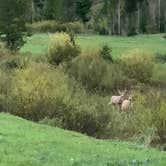 Review photo of Dispersed camping along Cliff Creek in Bridger-Teton National Forest by Fern , June 6, 2022