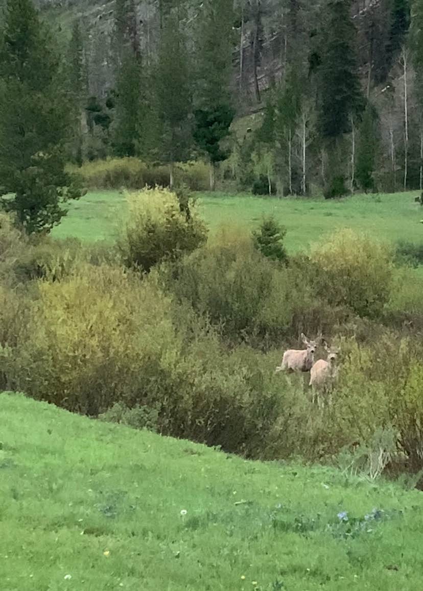 Camper submitted image from Dispersed camping along Cliff Creek in Bridger-Teton National Forest - 5