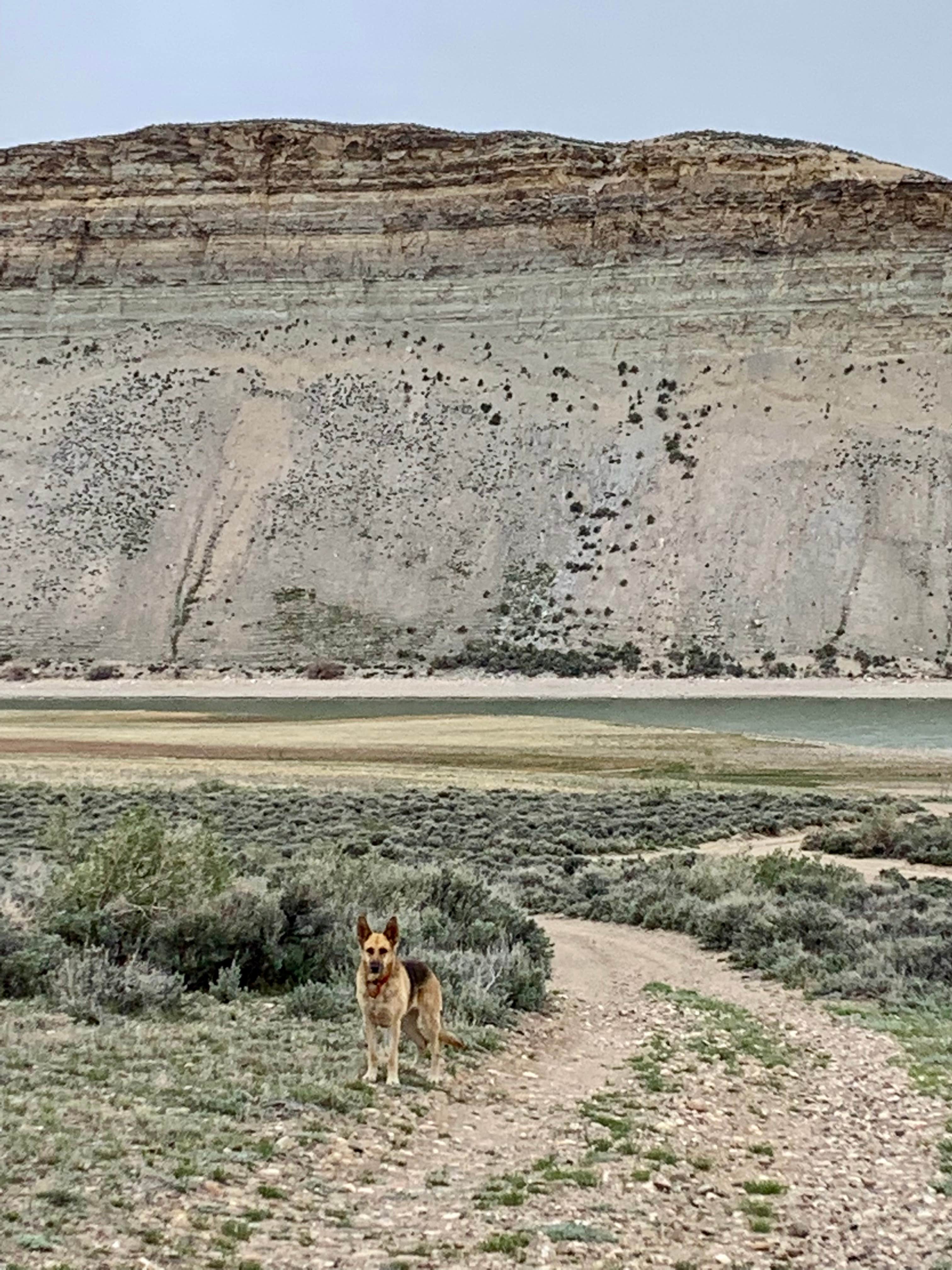 Fern's photo of camping with pets at Firehole Canyon Campground near Superior, WY