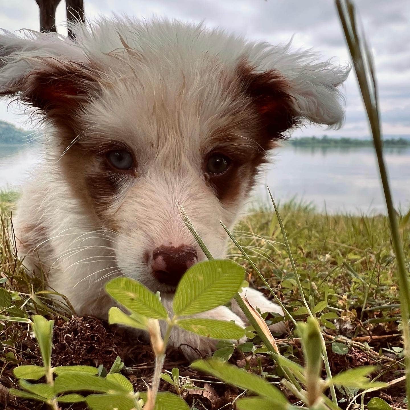 Journey's photo of camping with pets at Piney Bay near Dardanelle, AR