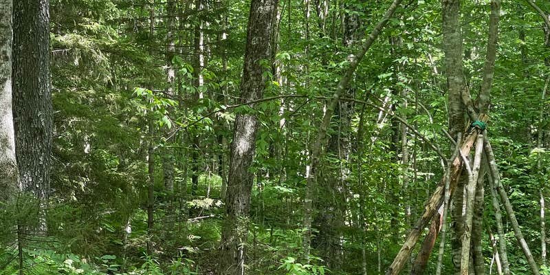 Camper submitted image from NFR 273 Dispersed Camping Spot