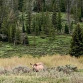 Review photo of Dispersed camping along Cliff Creek in Bridger-Teton National Forest by Fern , June 6, 2022