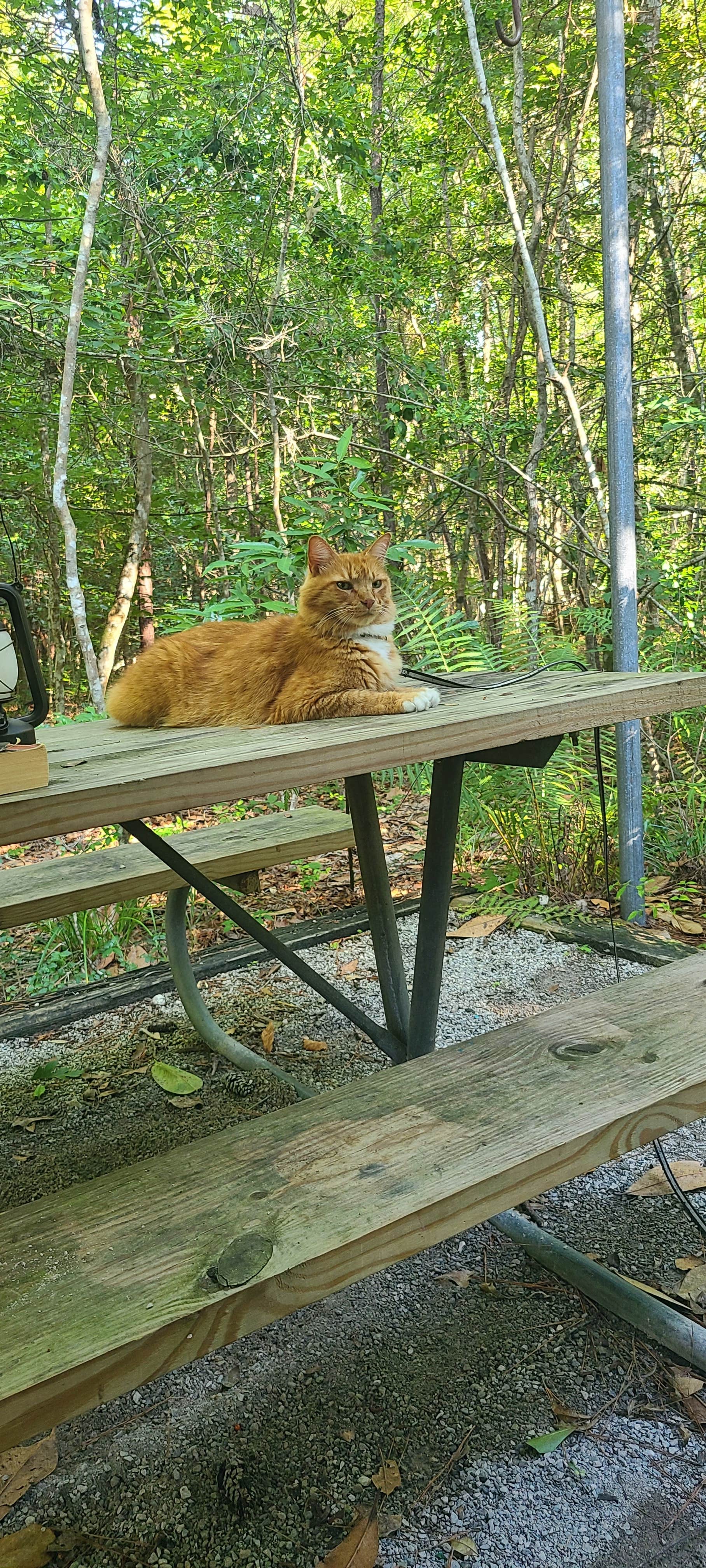Cat R.'s photo of camping with pets at Village Creek State Park Campground near Lumberton, TX