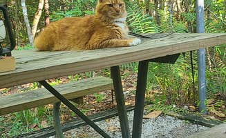 Cat R.'s photo of camping with pets at Village Creek State Park Campground near Village Mills, TX