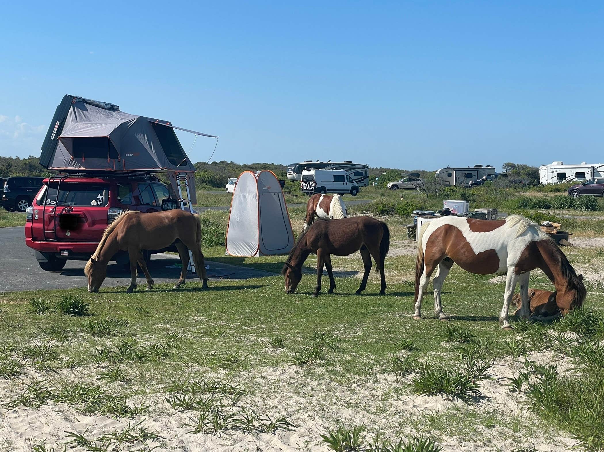 Justin C.'s photo of camping with a horse at Assateague Island National Seashore Oceanside Campground near Dagsboro, DE