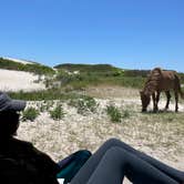 Review photo of Oceanside Assateague Campground — Assateague Island National Seashore by Justin C., June 7, 2022