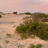 Review photo of Oceanside Assateague Campground — Assateague Island National Seashore by Justin C., June 7, 2022