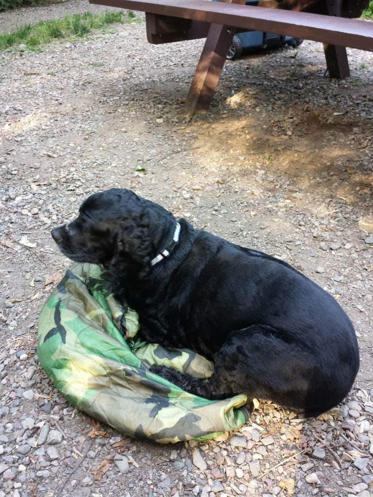Robert C.'s photo of camping with pets at Lost Lake Cabins near Townsend, WI