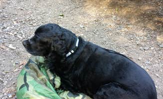 Robert C.'s photo of camping with pets at Lost Lake Cabins near Crystal Falls, MI