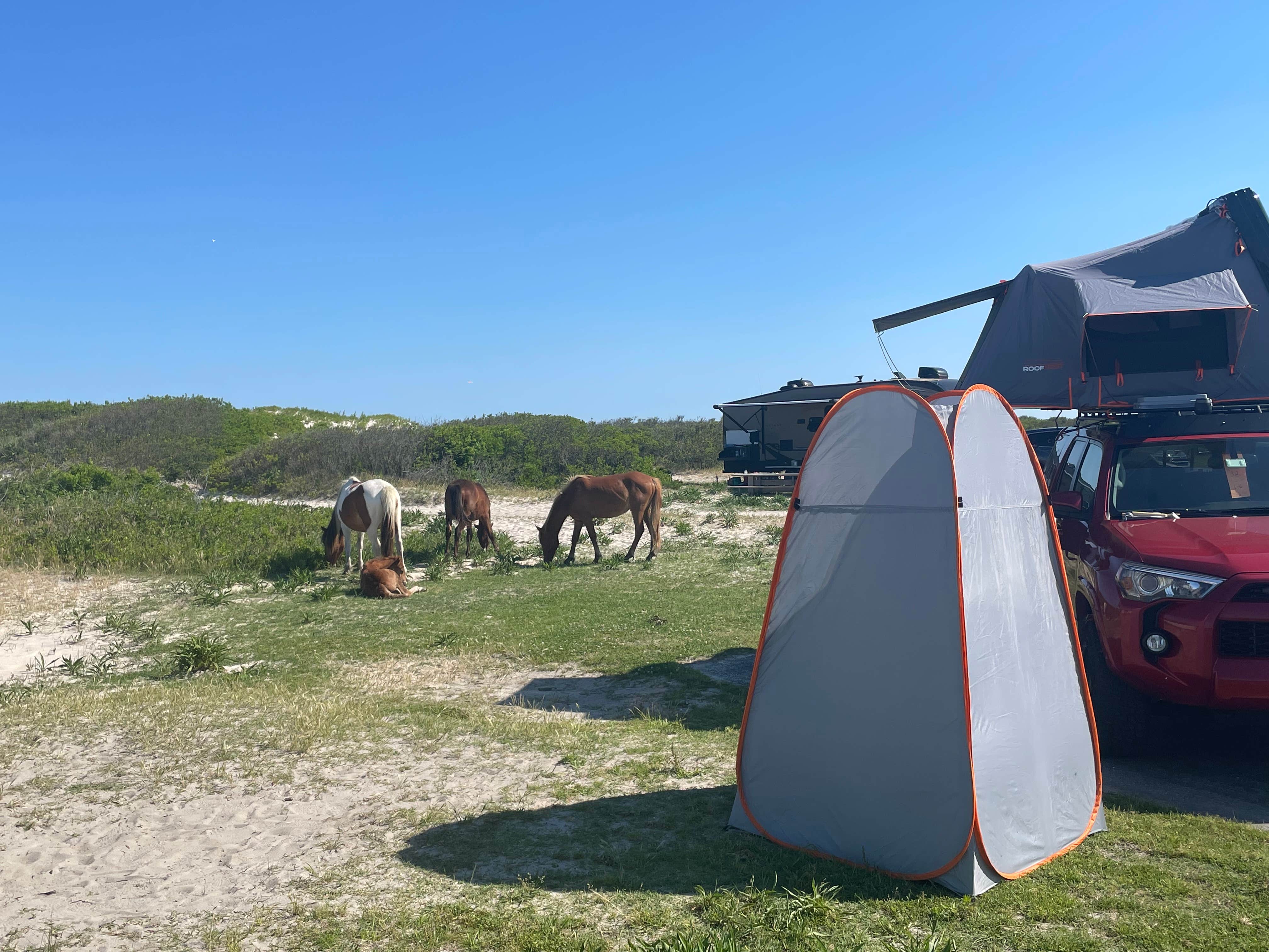 Camper submitted image from Assateague Island National Seashore Oceanside Campground - 1