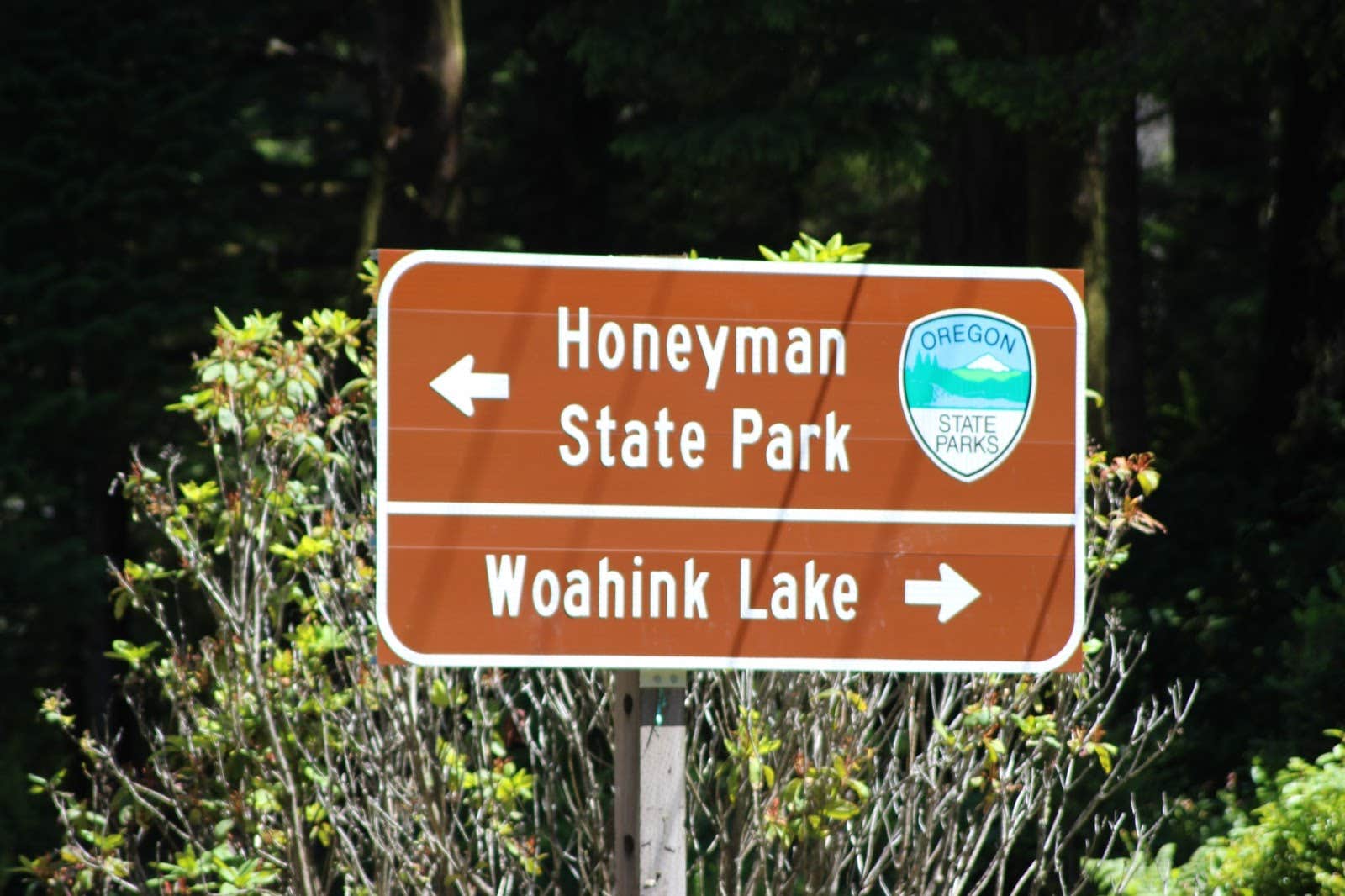 Camper submitted image from Jessie M. Honeyman Memorial State Park Campground - 5