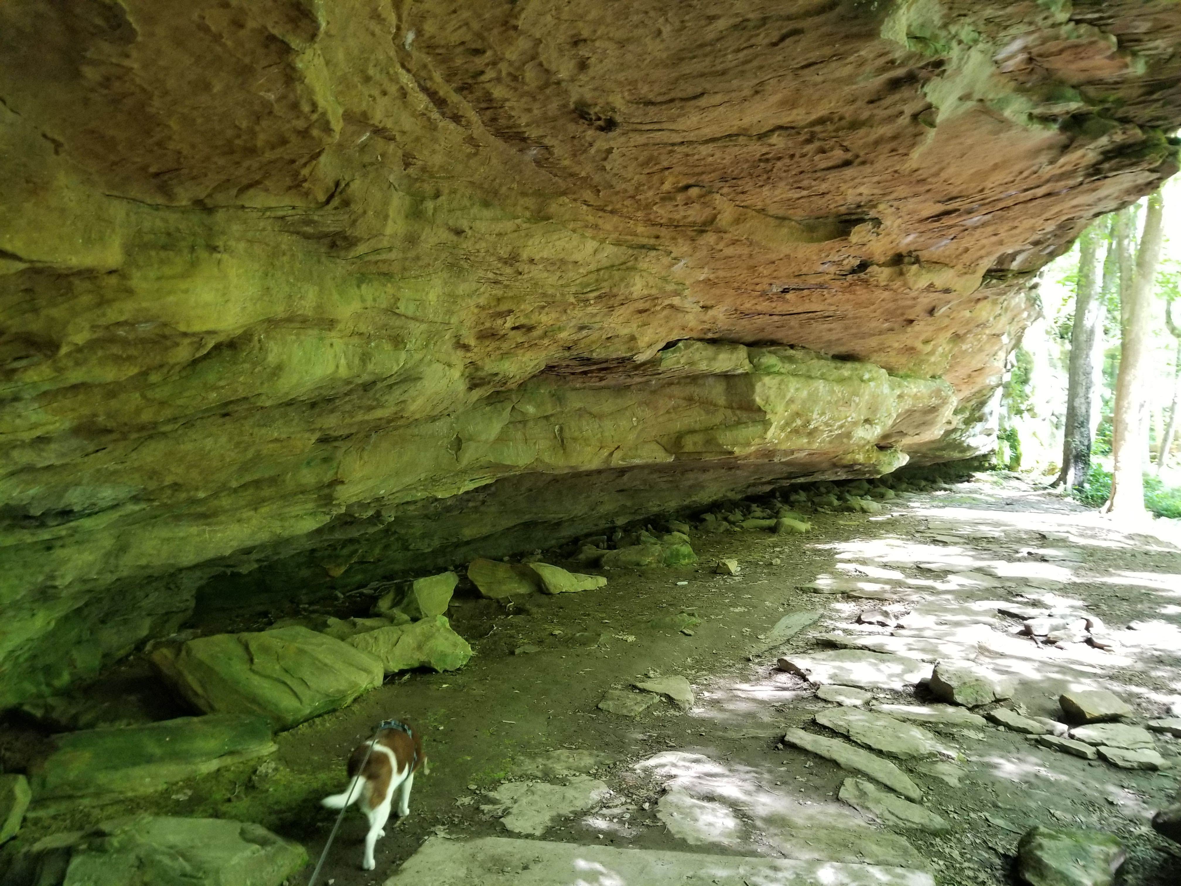 Jan S.'s photo of camping with pets at Giant City State Park Campground near Cape Girardeau, MO