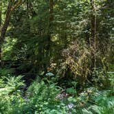 Review photo of Cape Perpetua by Laura M., June 7, 2022