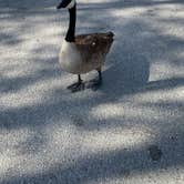 Review photo of Thousand Trails Wilderness Lakes RV Resort by Time4Dirt , June 7, 2022