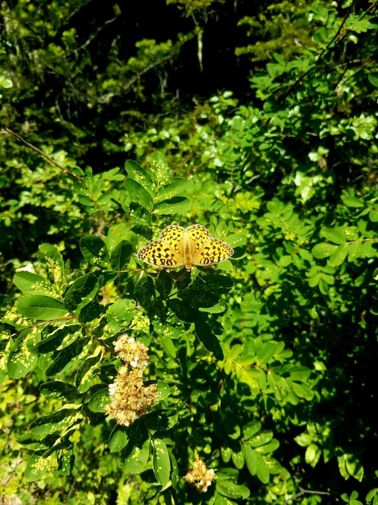 Camper-submitted photo at Olallie Lake near Gifford Pinchot National Forest