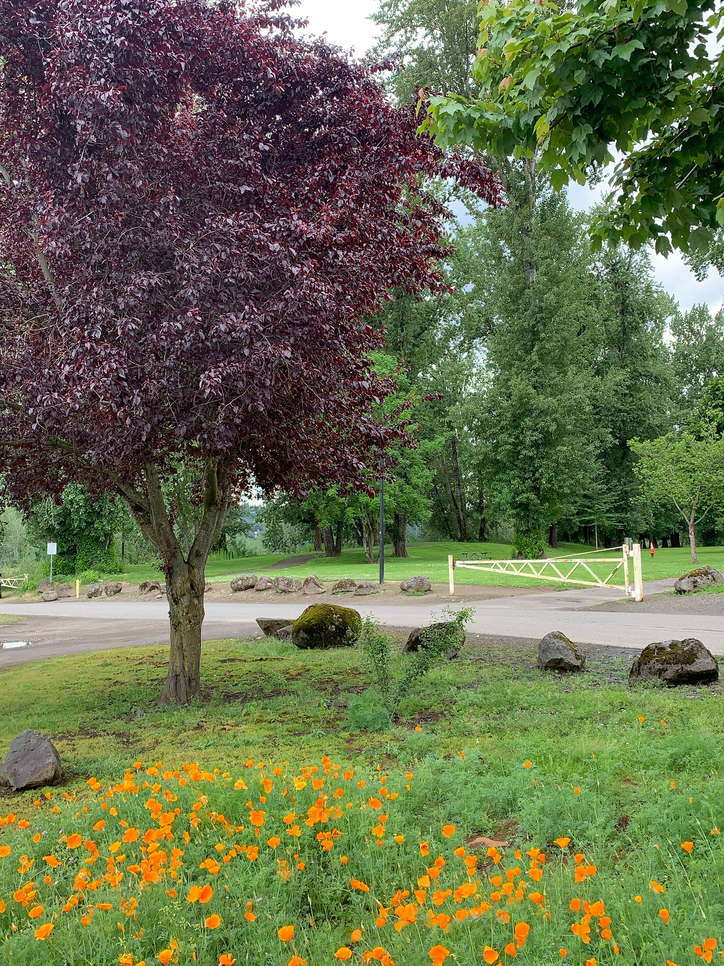 Camper-submitted photo at Clackamette RV Park near Donald, OR