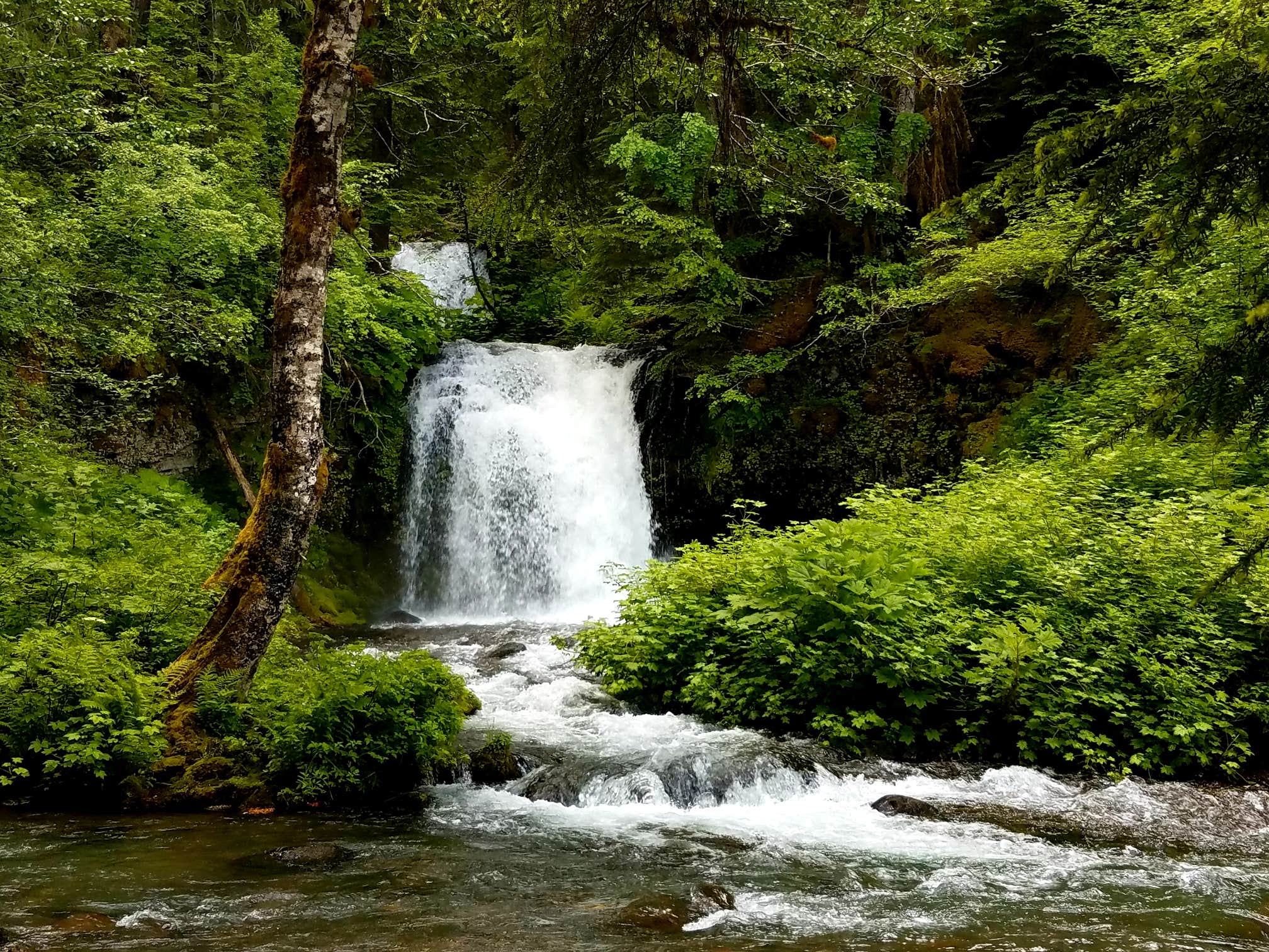 Camper-submitted photo at Twin Falls near Gifford Pinchot National Forest