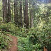 Review photo of Elk Prairie Campground — Prairie Creek Redwoods State Park by Ally S., July 26, 2016