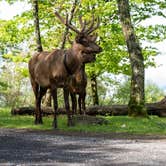 Review photo of Mile High Campground — Great Smoky Mountains National Park by Jason T., June 8, 2022