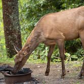 Review photo of Mile High Campground — Great Smoky Mountains National Park by Jason T., June 8, 2022