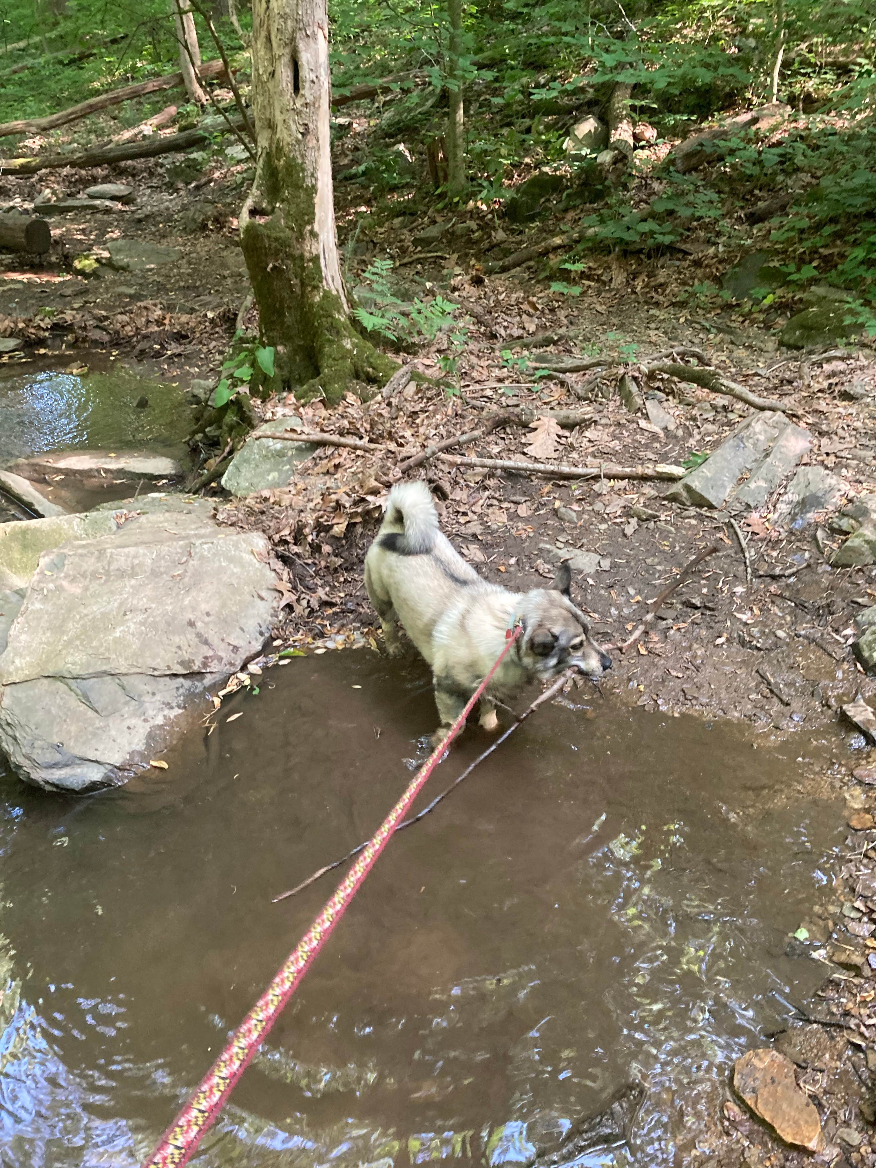 Adam K.'s photo of camping with pets at Owens Creek Campground — Catoctin Mountain Park near Frederick, MD