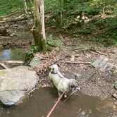 Review photo of Owens Creek Campground — Catoctin Mountain Park by Adam K., June 8, 2022