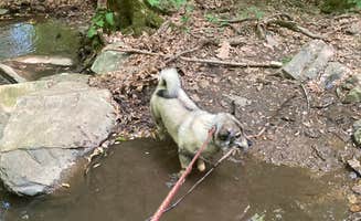 Adam K.'s photo of camping with pets at Owens Creek Campground — Catoctin Mountain Park near Greencastle, PA