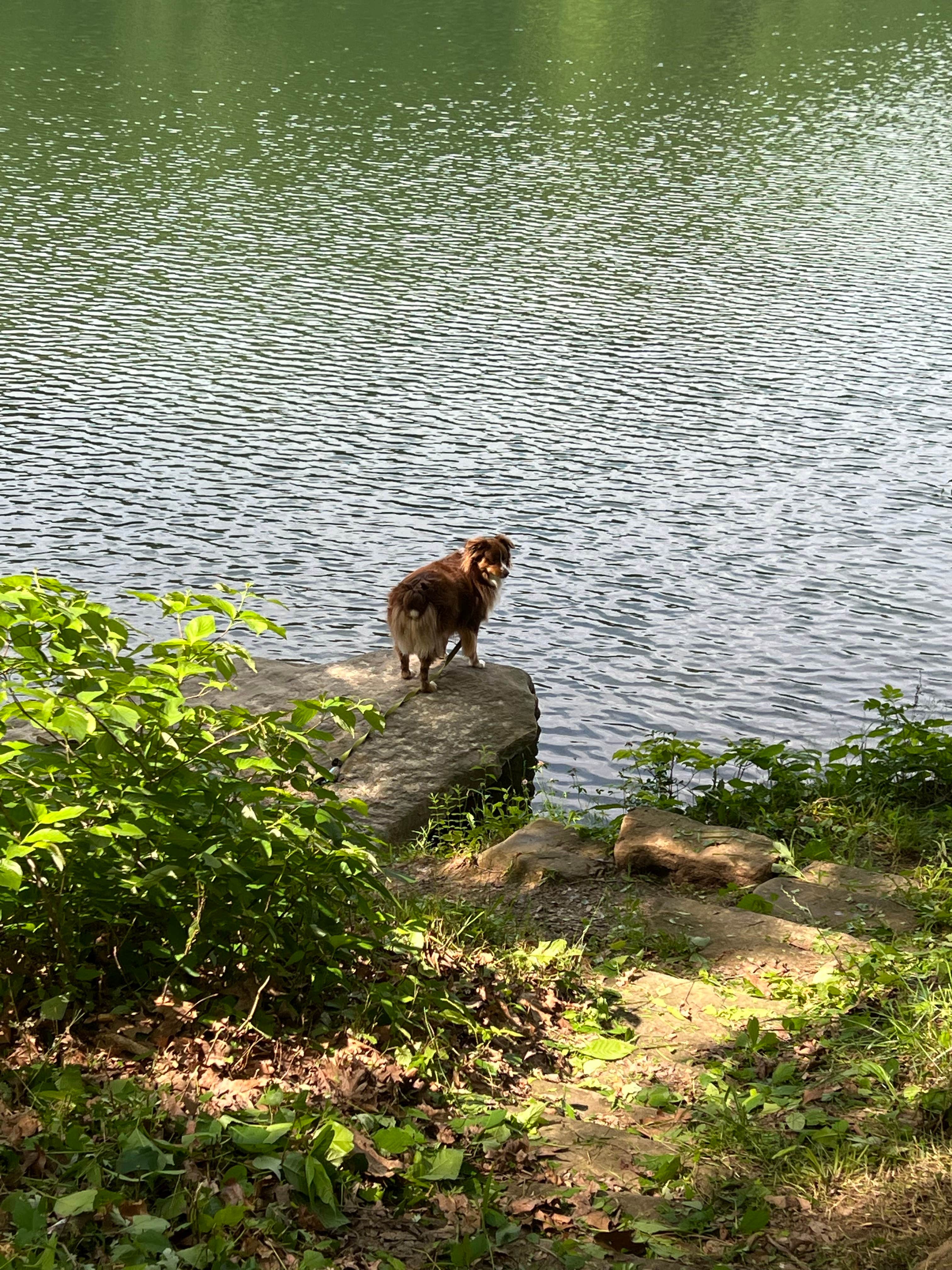 Jessica R.'s photo of camping with pets at Wolf Run State Park Campground near St. Clairsville, OH