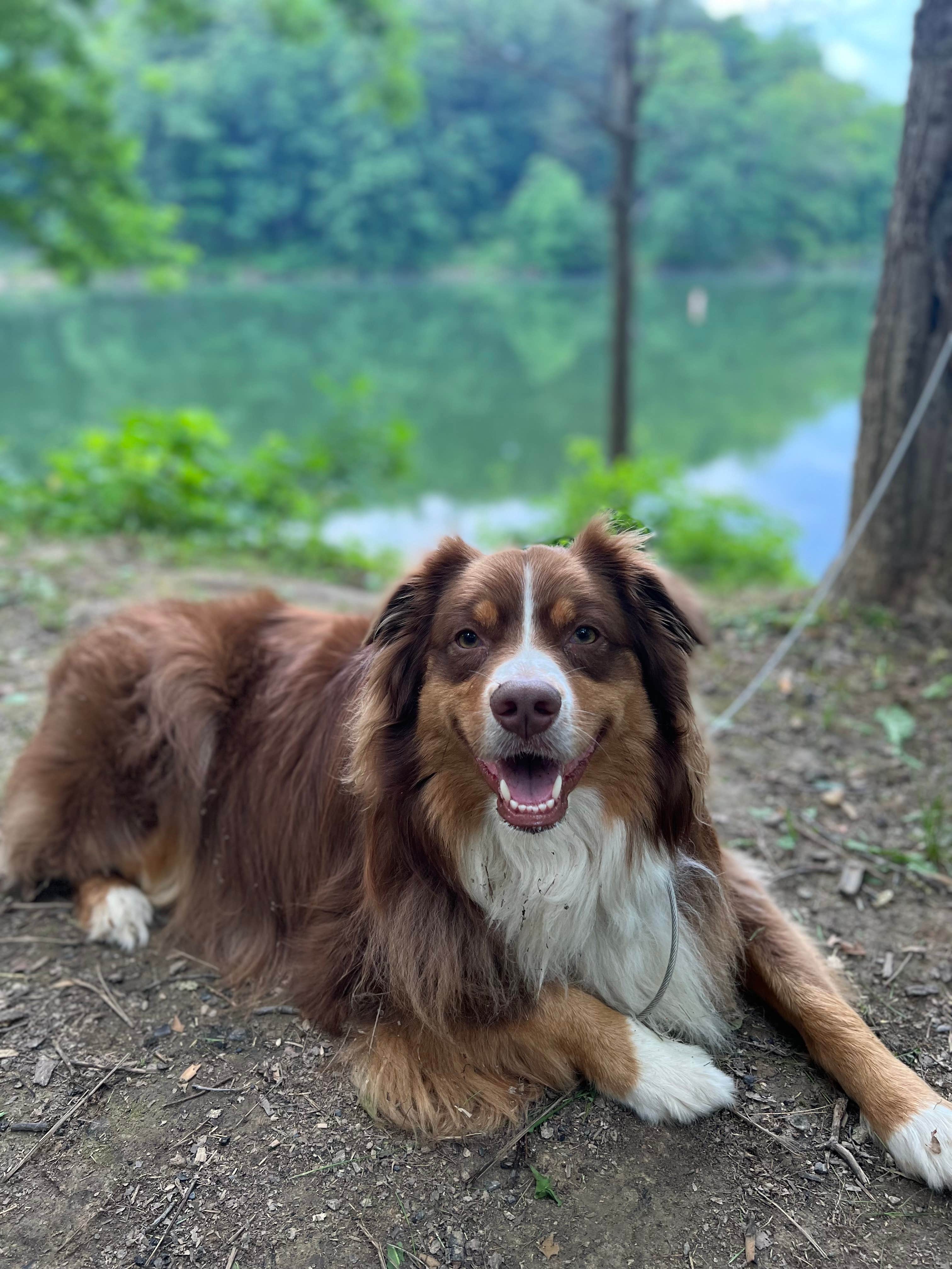 Jessica R.'s photo of camping with pets at Wolf Run State Park Campground near Beallsville, OH