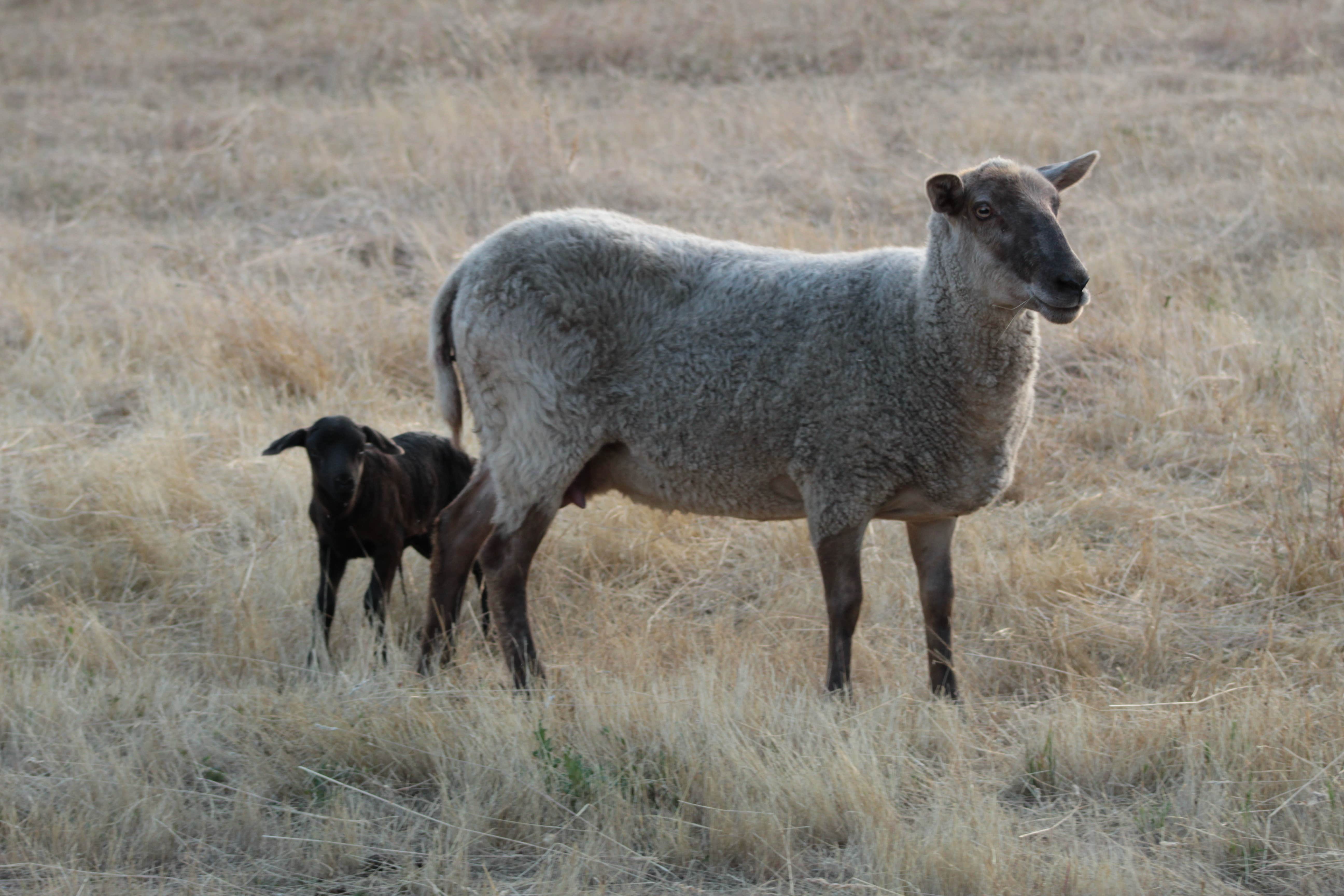 Lara's photo of camping with pets at Lane Creek Reserve near Grants Pass, OR